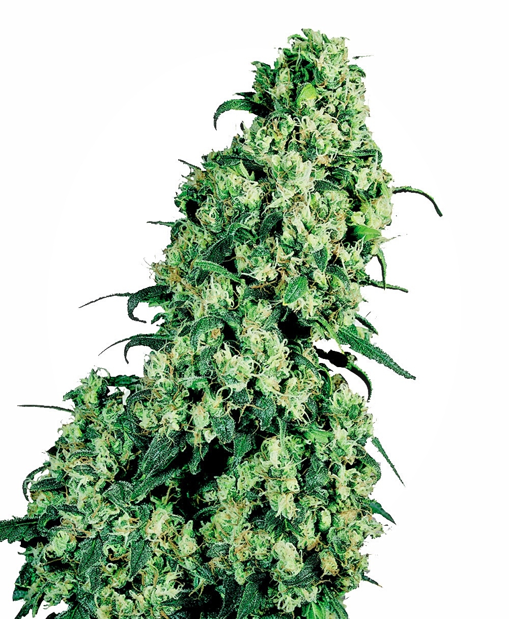 Sensi Seeds - Skunk #1
