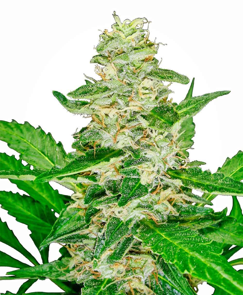 Sensi Seeds - Super Skunk Auto