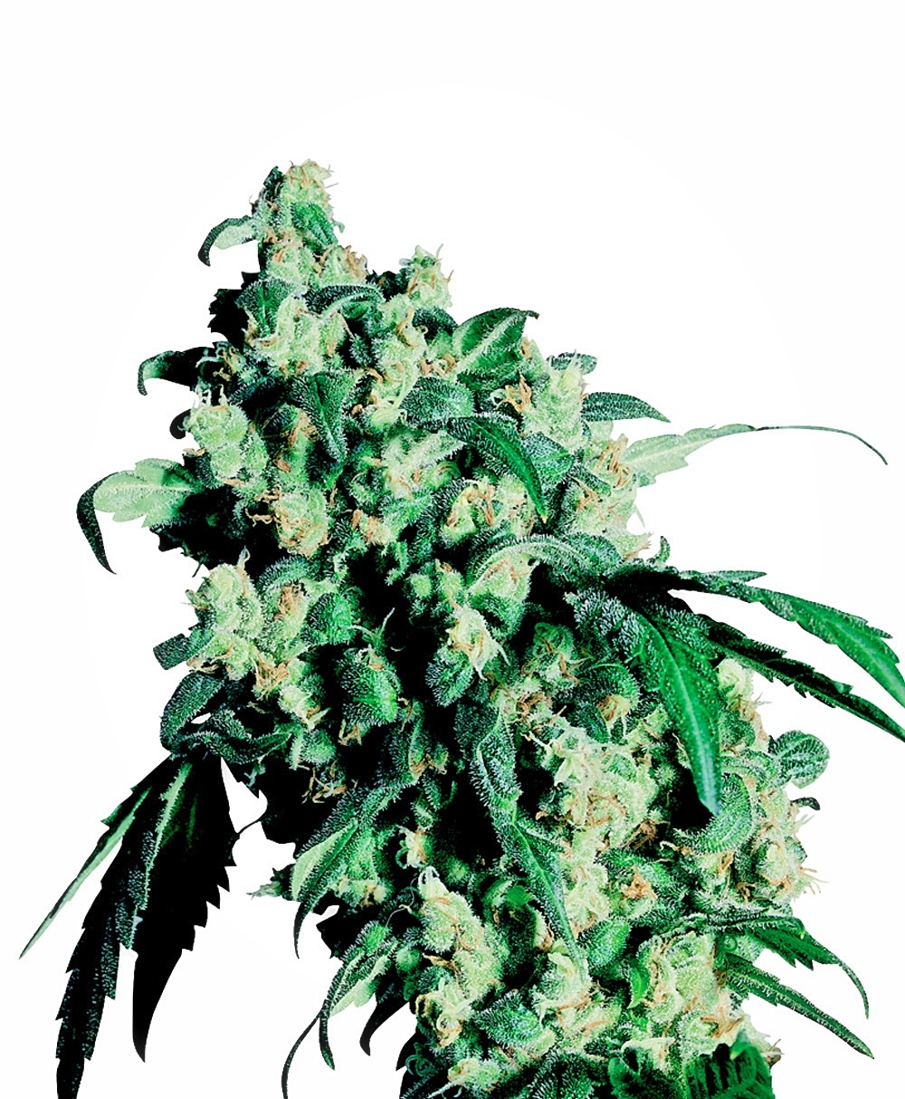 Sensi Seeds - Super Skunk