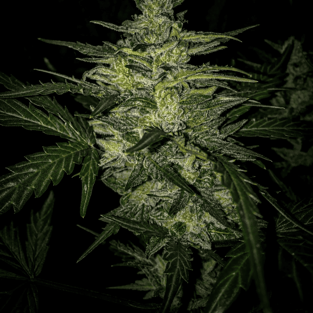 Skylar White Auto - Mephisto Genetics