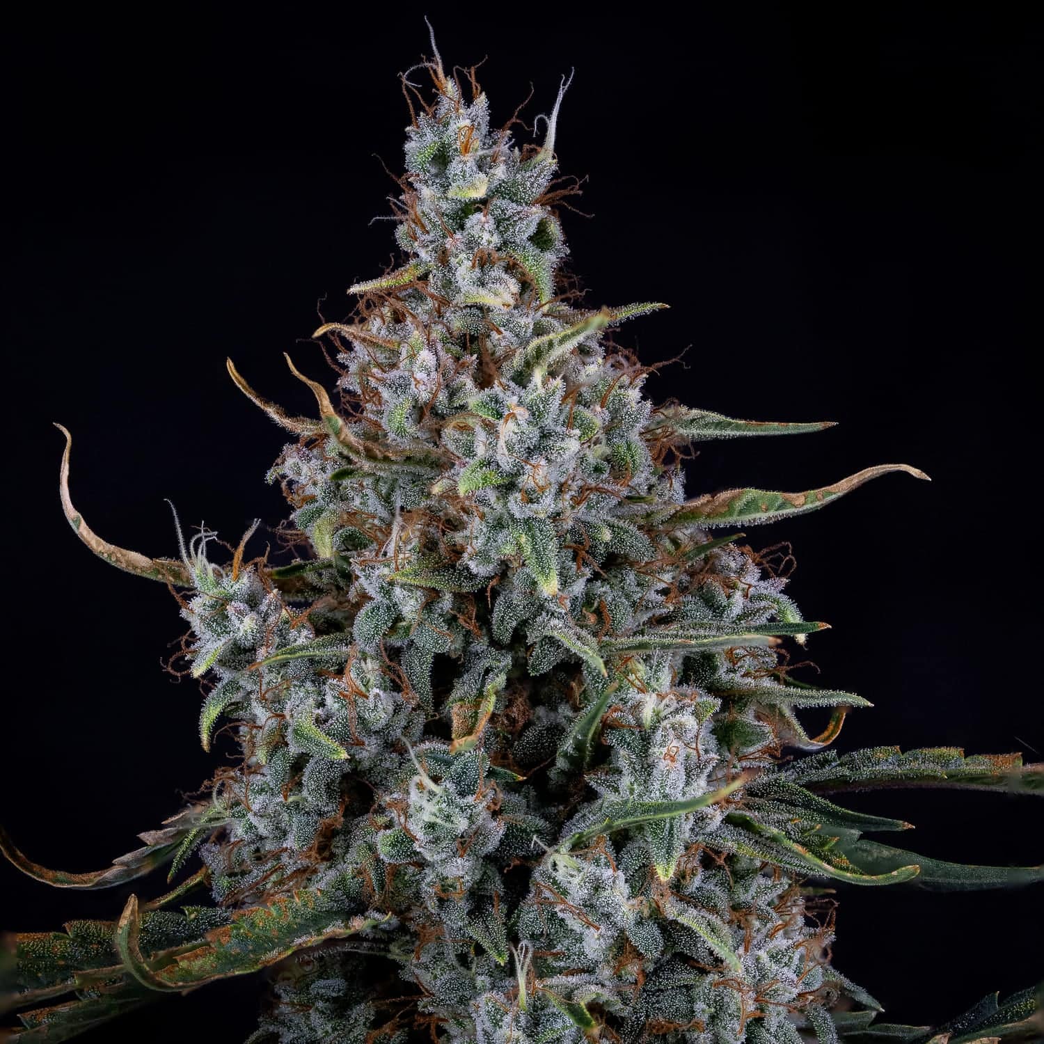 Skystomper 2.0 Auto - Mephisto Genetics