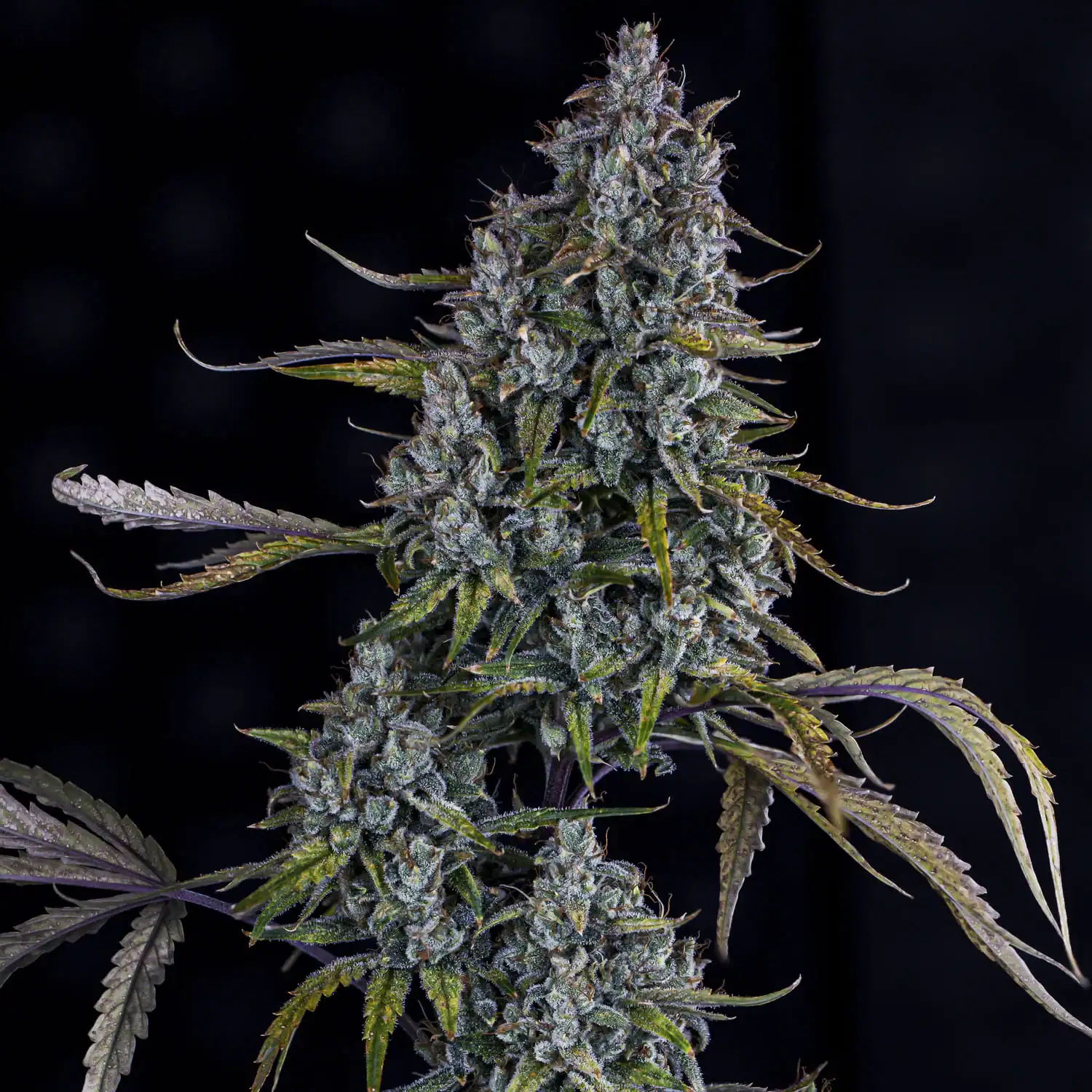 Sour Bubbly Auto - Mephisto Genetics