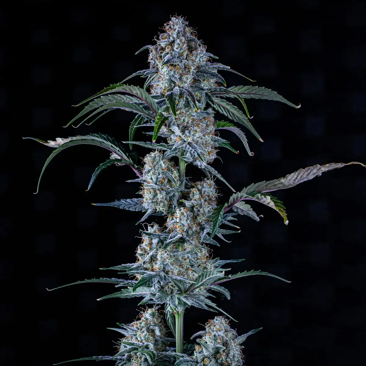 Mephisto Genetics - Sour Stomper Auto