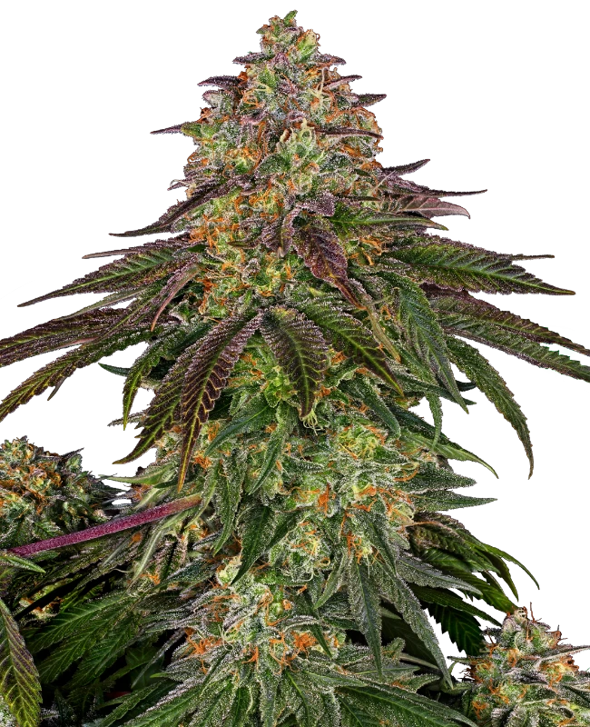 Sweet Cherry Kush Feminised Seeds - Sensi Seeds