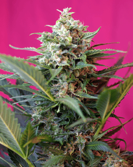 Sweet Seeds - Big Devil XL Auto