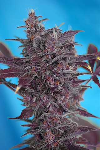 Sweet Seeds - Black Cream Auto