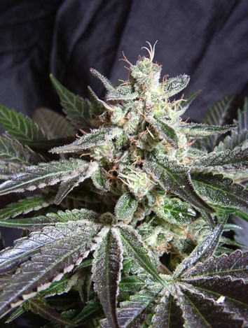 Sweet Seeds - Black Jack