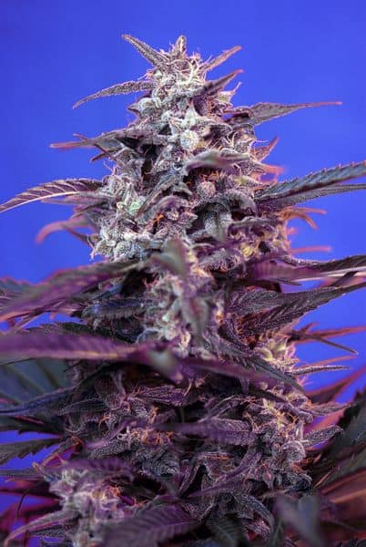 Sweet Seeds - Bloody Skunk Auto