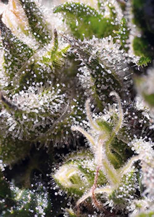 Sweet Seeds - Cream Caramel Auto