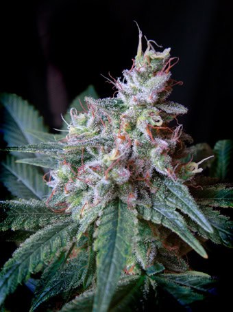 Sweet Seeds - Cream Caramel F1 Fast
