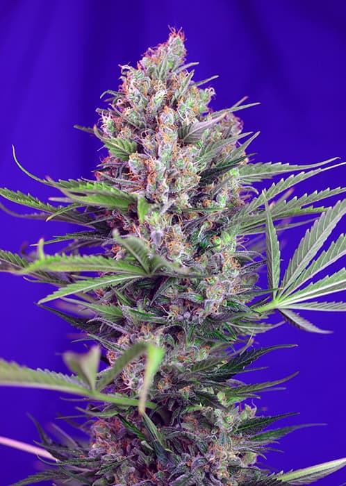 Sweet Seeds - Cream Mandarine F1 Fast