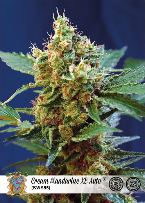 Sweet Seeds - Cream Mandarine XL Auto