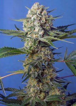 Sweet Seeds - Crystal Candy F1 Fast