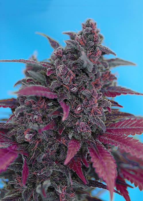 Sweet Seeds - Dark Devil Auto