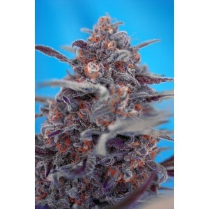Sweet Seeds - Devil Cream Auto