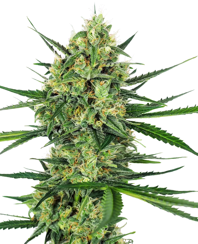 Tangerine Sugar Feminised Seeds - Sensi Seeds