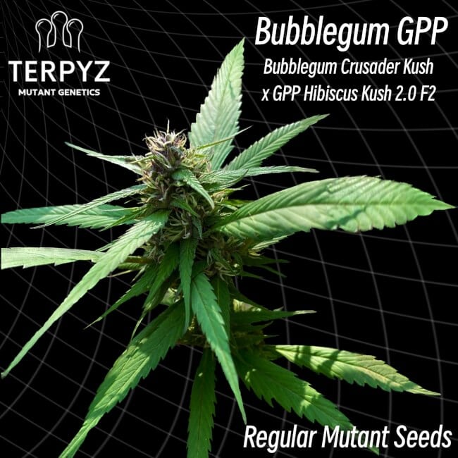 TerpyZ Mutant Genetics - Bubblegum GPP