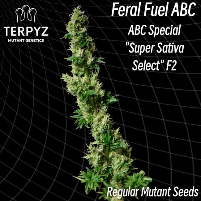 TerpyZ Mutant Genetics - Feral Fuel ABC