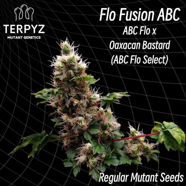 TerpyZ Mutant Genetics - Flo Fusion ABC