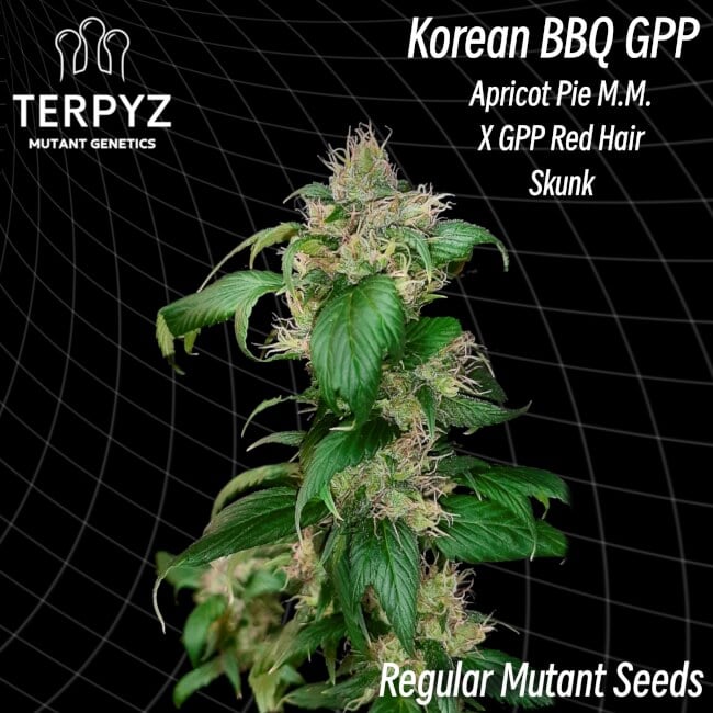 TerpyZ Mutant Genetics - Korean BBQ GPP