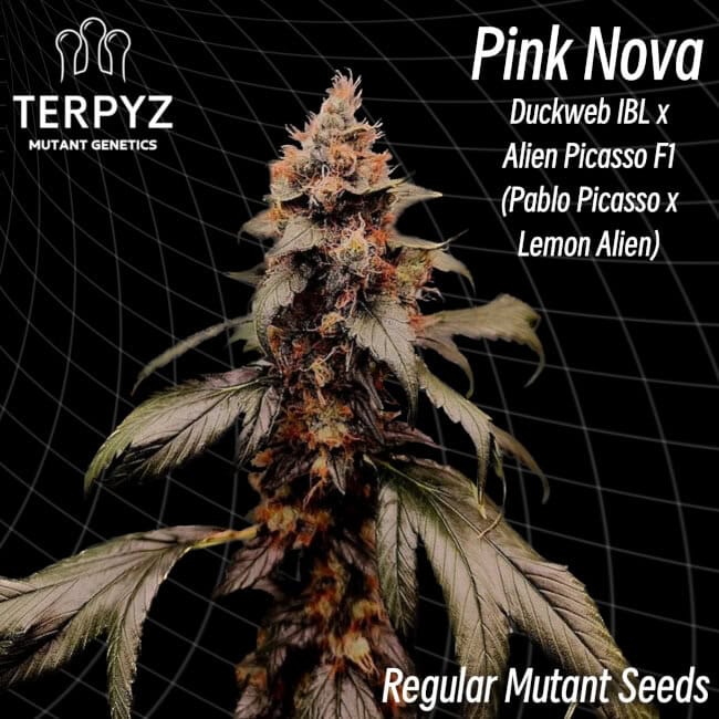 TerpyZ Mutant Genetics - Pink Nova