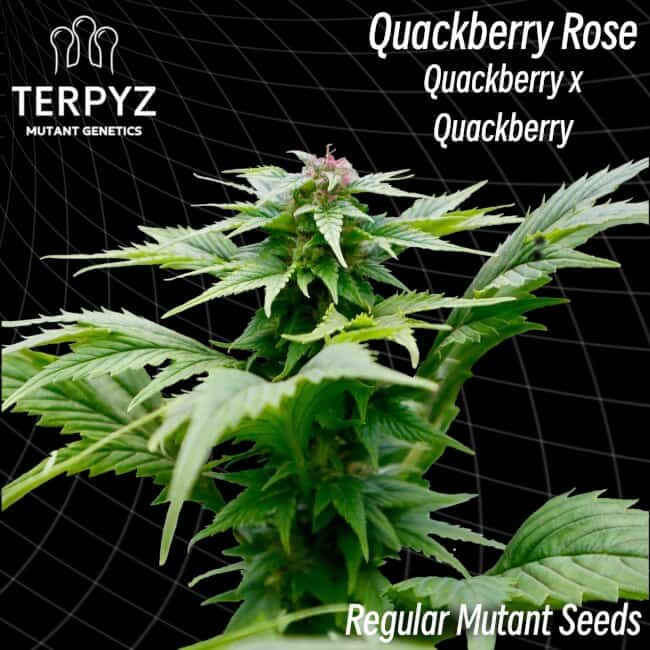 TerpyZ Mutant Genetics - Quackberry Rose