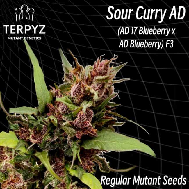 TerpyZ Mutant Genetics - Sour Curry AD