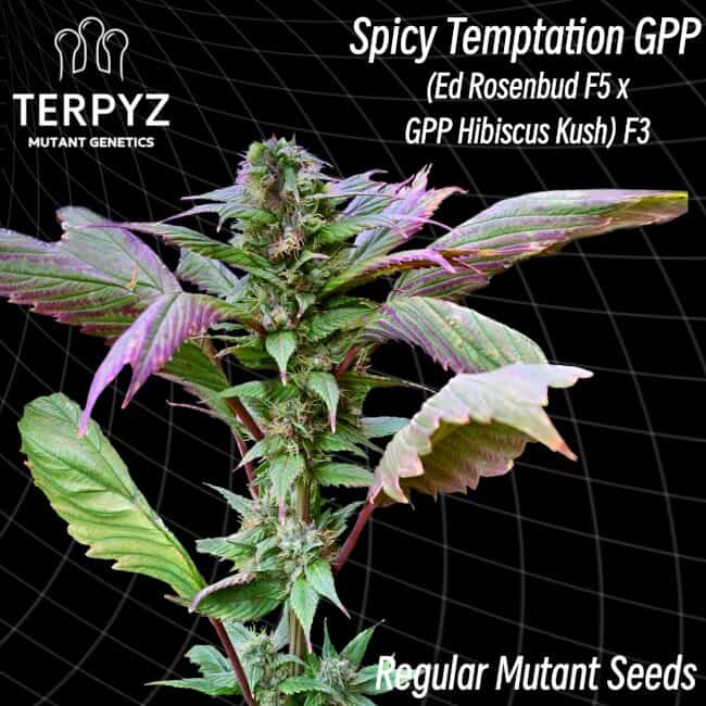 TerpyZ Mutant Genetics - Spicy Temptation GPP