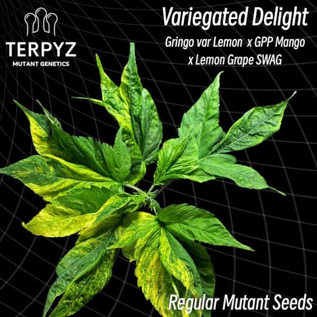 TerpyZ Mutant Genetics - Variegated Delight