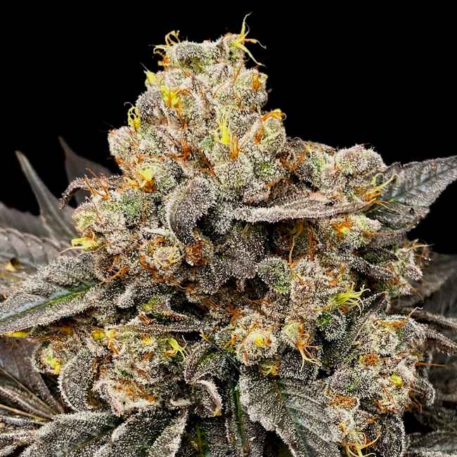 00 Seeds - Biscotti Zkittlez