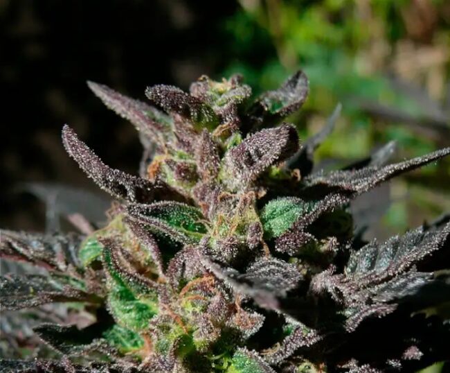 00 Seeds - Grand Daddy Purple