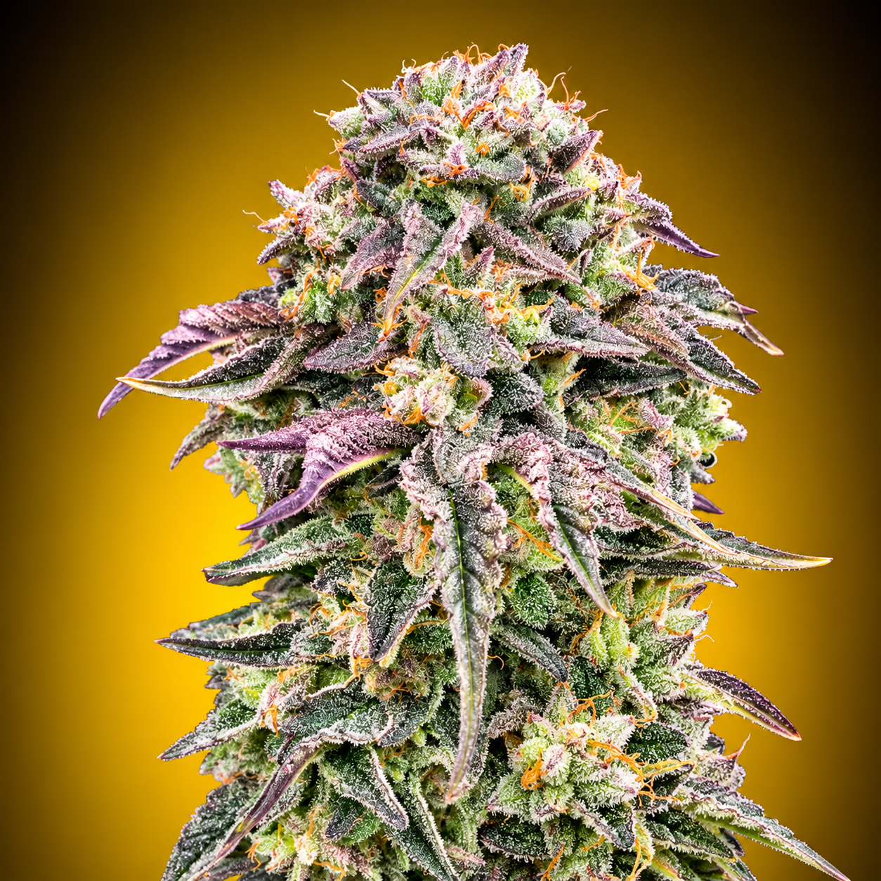 00 Seeds - Mimosa