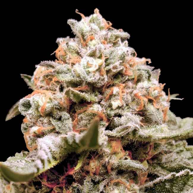 00 Seeds - Rainbow Mints Auto