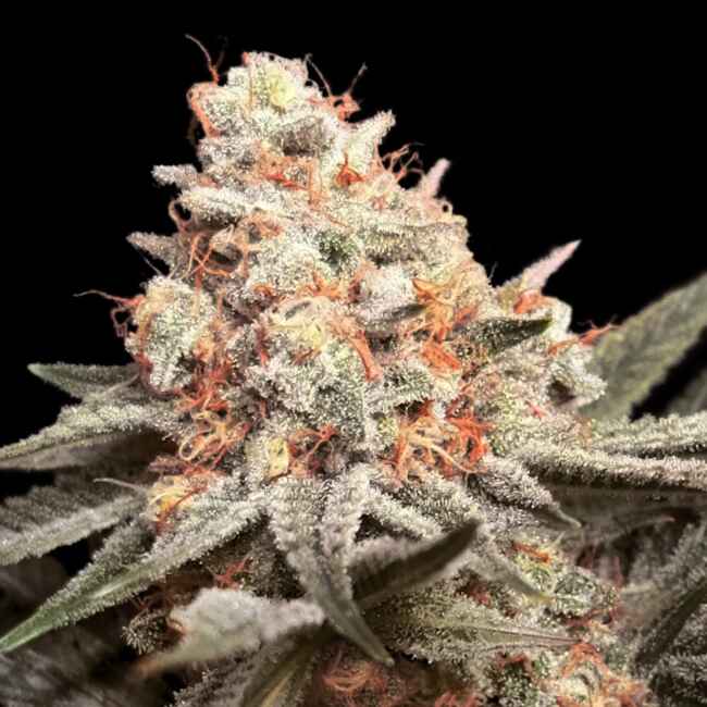 00 Seeds - Rainbow Mints
