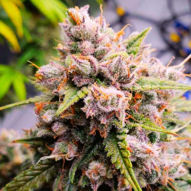 Aurora Indica Autoflower - Nirvana Seeds