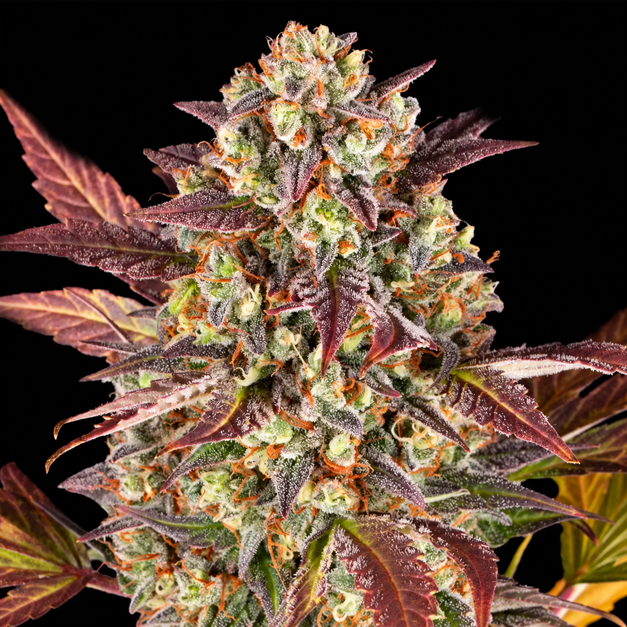 Auto Mandarin Cookies - 00 Seeds