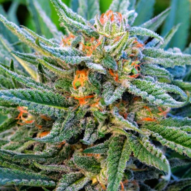 Blue Dream Autoflower - Nirvana Seeds