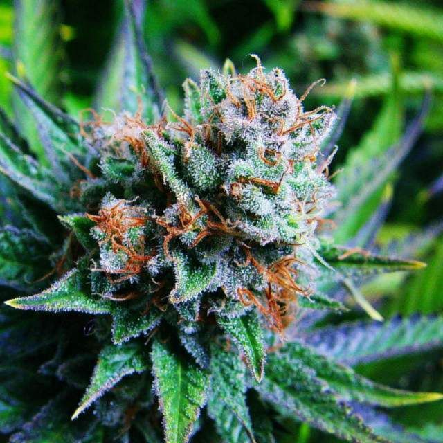 Blue Dream Feminized - Nirvana Seeds