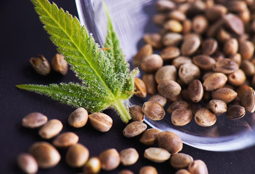 Do Cannabis Seeds Contain THC?