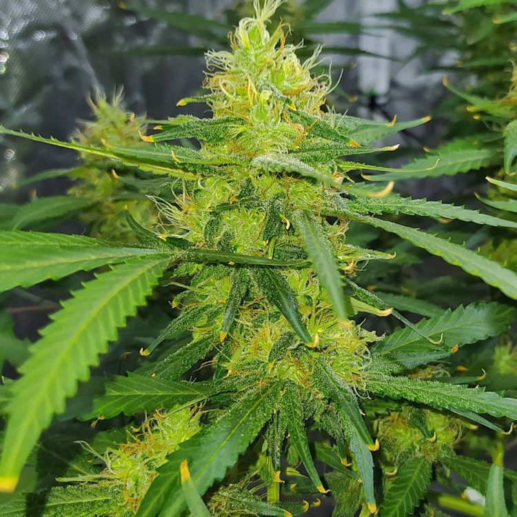 Durban Poison - Nirvana Seeds