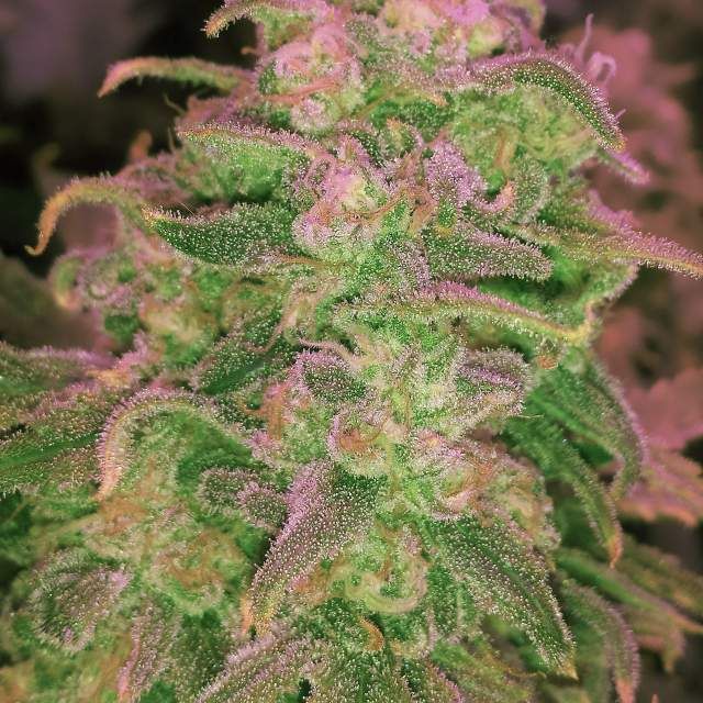 Hawaii Maui Waui Auto Nirvana Seeds