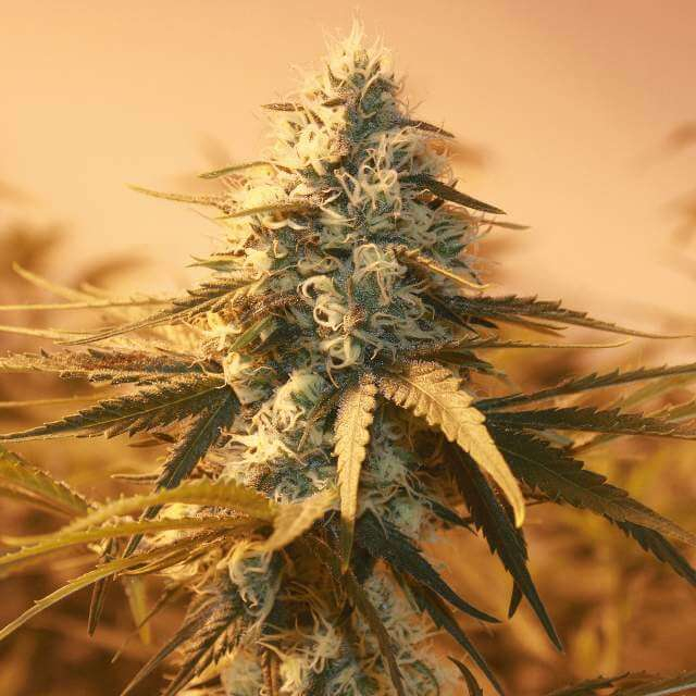 Nirvana Seeds - AK48