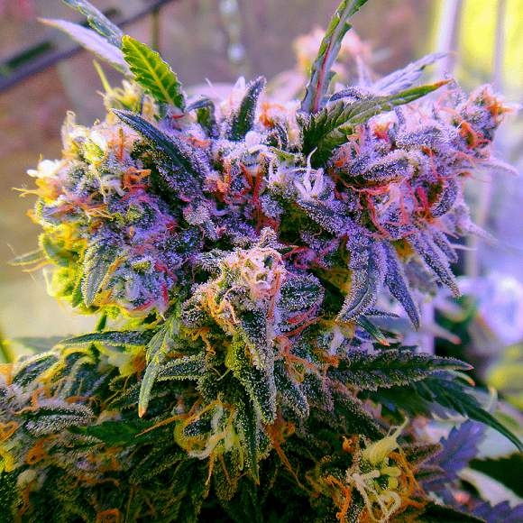 Nirvana Seeds - Aurora Indica