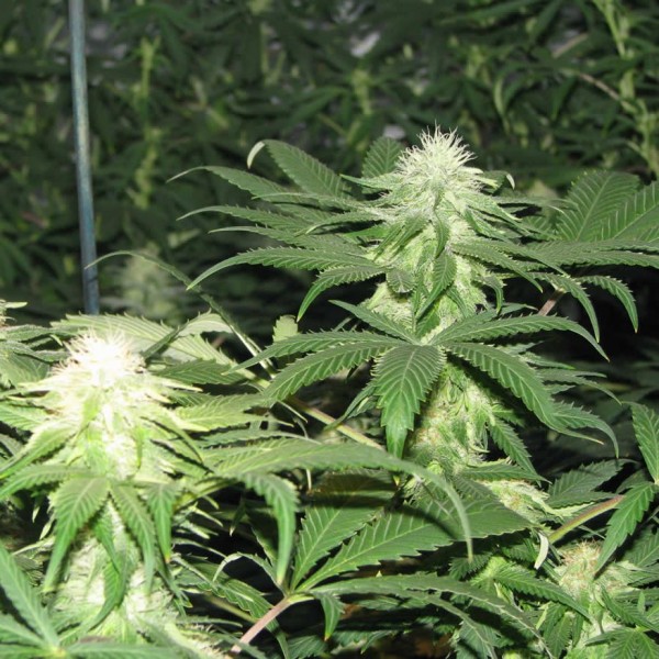 Nirvana Seeds - Blackberry