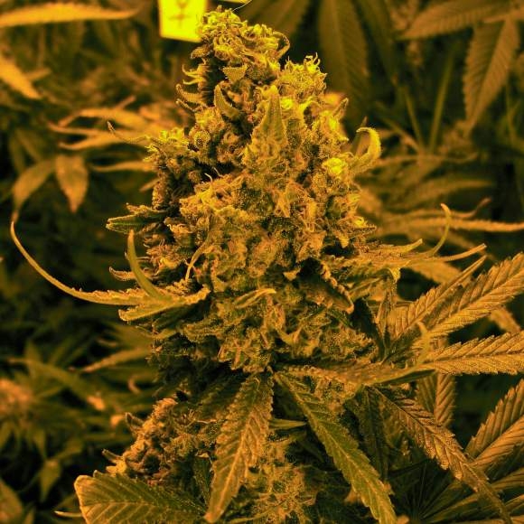 Nirvana Seeds - Blueberry Kush Auto