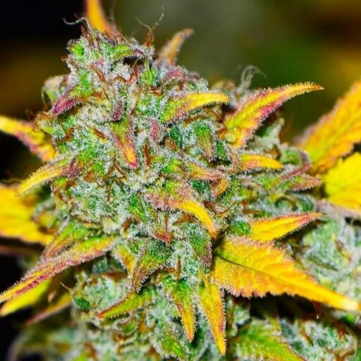 Nirvana Seeds - Gelato Auto