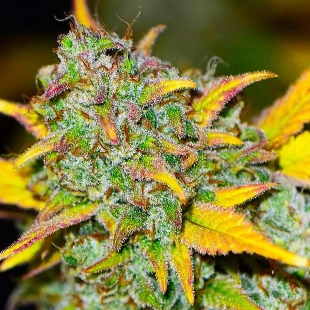 Nirvana Seeds - Gelato Auto