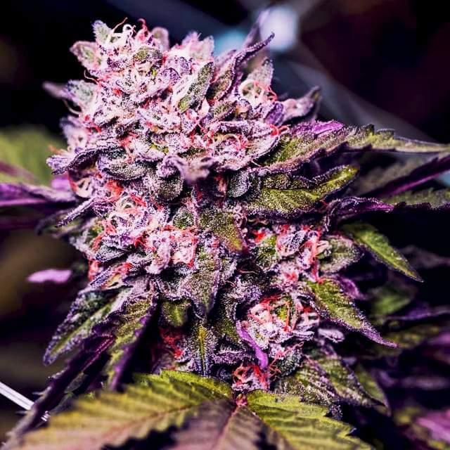 Nirvana Seeds - Gelato