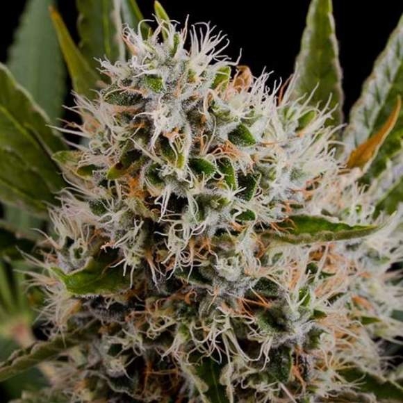 Nirvana Seeds - Lithium OG Kush
