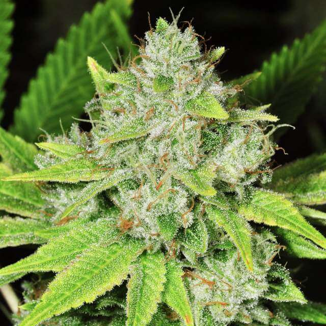 Nirvana Seeds - Original Glue